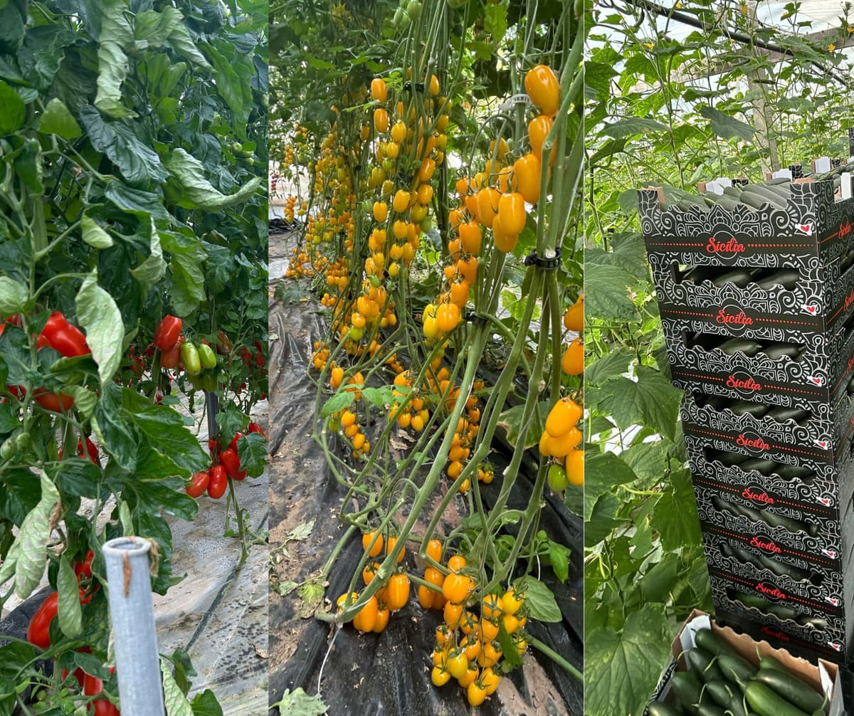 Produttori locali di Campagna Felice