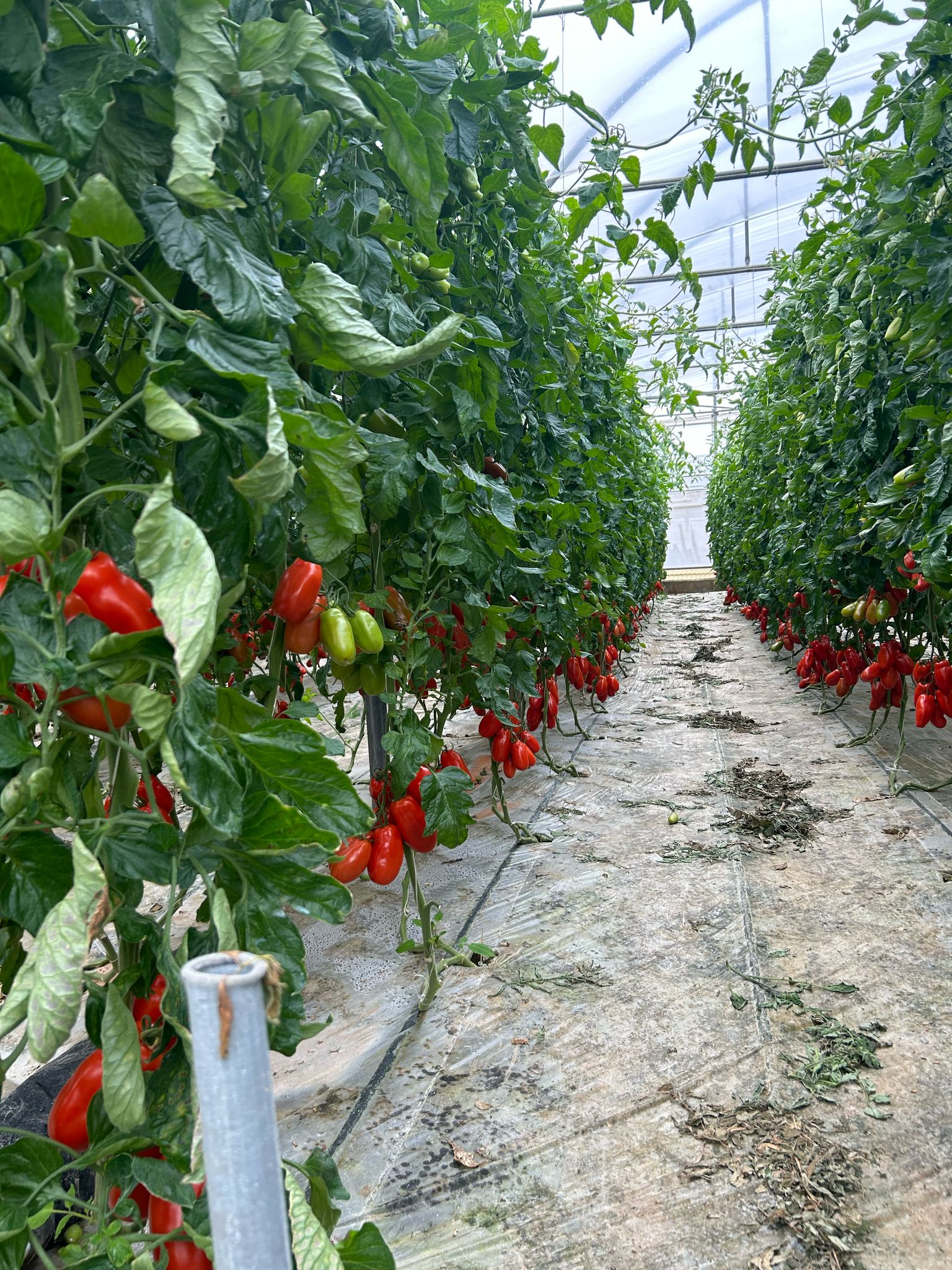 Prodotti freschi e agricoltori locali